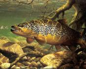 马克 苏祖尼奥 : -Unknown